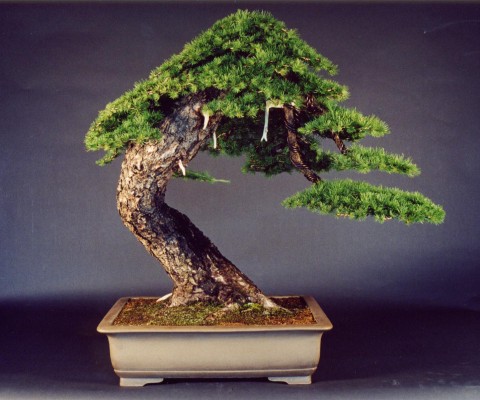 no jakie odrutowane drzewko - jak moÂżna?!