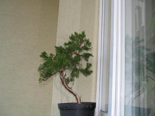 Juniperus4.jpg