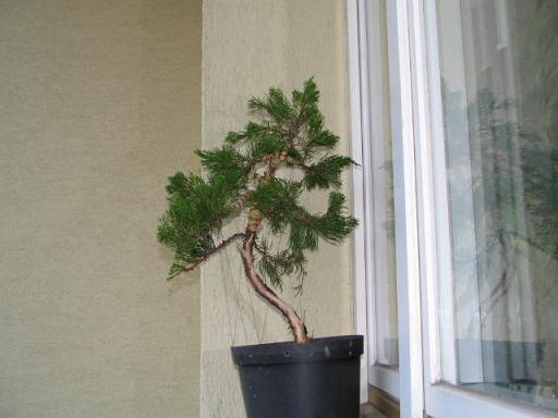 Juniperus3.jpg