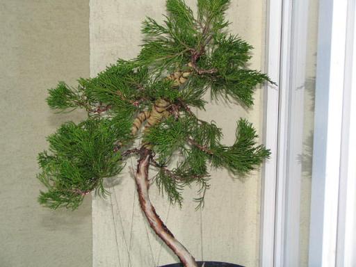 Juniperus2.jpg