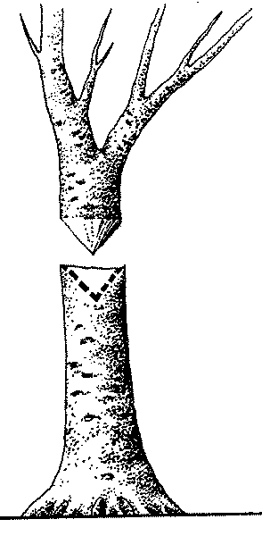 Odcinamy pieĂą na ÂżÂądanej wysokoÂści. WyciĂŞcie powinno mieĂŚ formĂŞ stoÂżka skierowanego wierzchoÂłkiem w dĂłÂł.