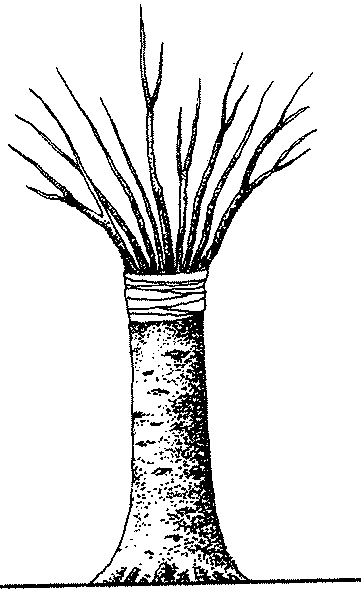Miejsce ciĂŞcia owijamy taÂśmÂą i obwiÂązujemy sznurkiem lub drutem, by nie powstaÂło zgrubienie. Drzewko wypuszcza nowe przyrosty