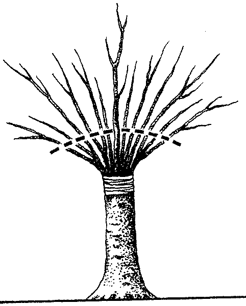 ZagĂŞszczamy koronĂŞ