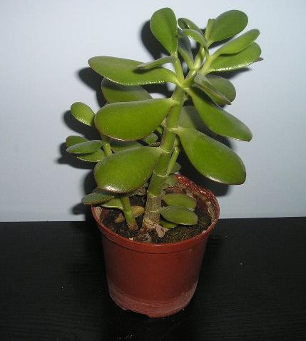 Fotka z grudnia 2005