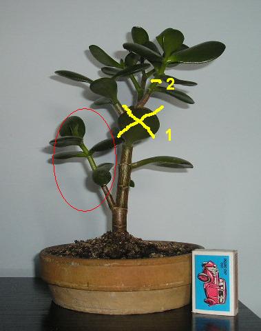 MoÂże mioteÂłka ?