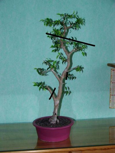 ficus0_2521.JPG