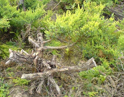 oto jaÂłowczyk, zdjĂŞcie nie najlepsze, bo robione w otoczeniu innych...