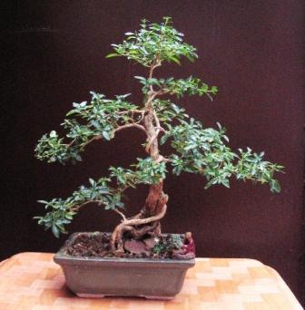 lipiec_15_07 030aw serissa.jpg