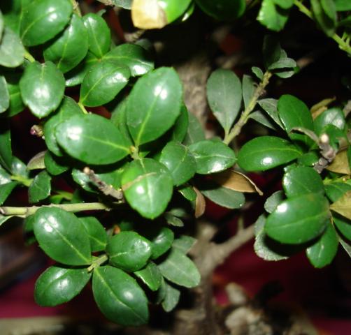 zbliÂżenie liÂści