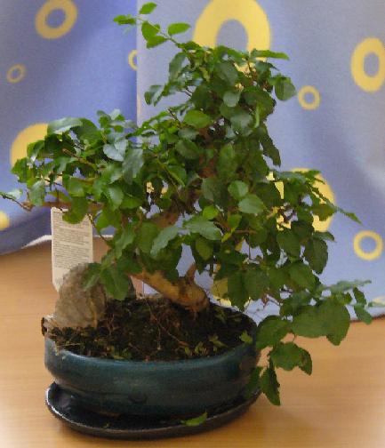 juÂż w domciu moje biedactwo