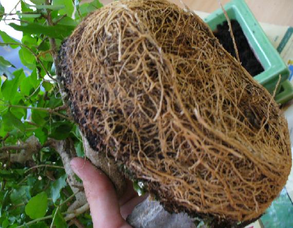 czy tak powinny wyglÂądac koÂżenie?