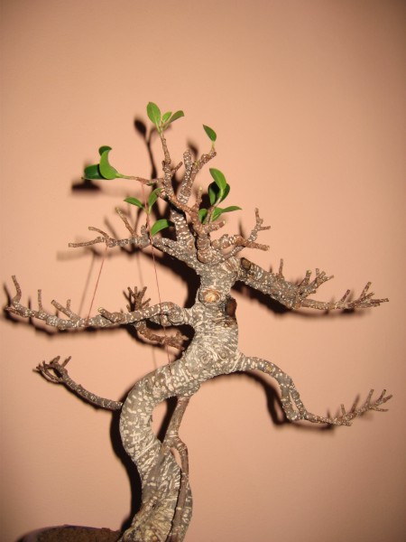 zdj.31.07.06 003.jpg