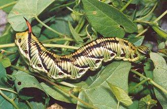 zawisak gonsiennica.jpg