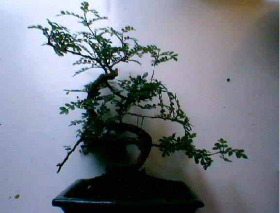MĂłj bonsai