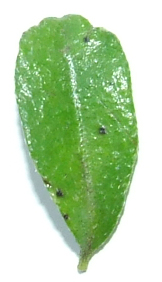 wierzch liÂścia.JPG