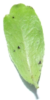 spĂłd liÂścia.JPG