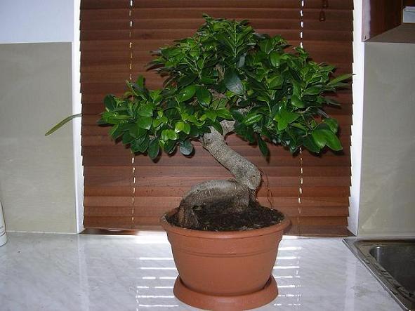 ficus.JPG