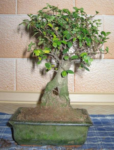 Przywieziony ze sklepu. Jeszcze ciepÂły.