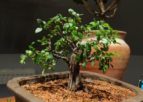 Po pierwszym formowaniu.