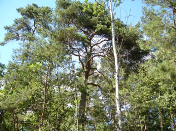 sosna 2 - widok z na gaÂłĂŞzie