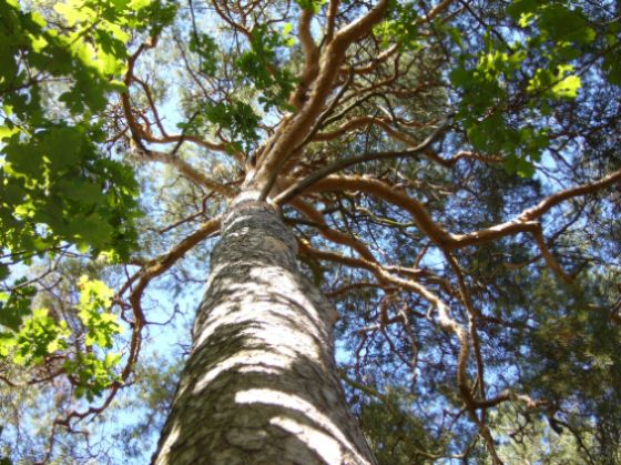 sosna 2 - ukÂład gaÂłĂŞzi wokĂłÂł pnia