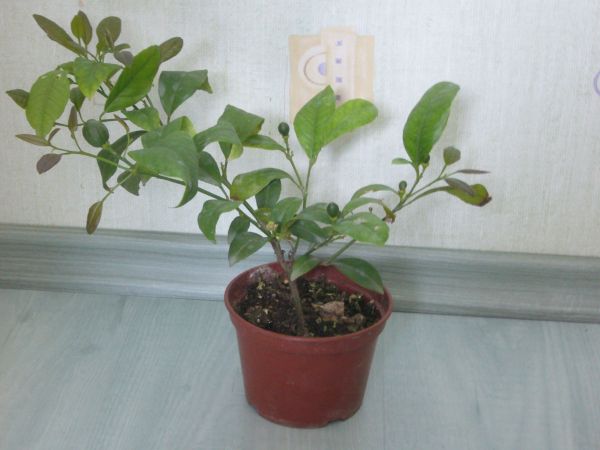 Tak wyglÂądaÂło na poczÂątku