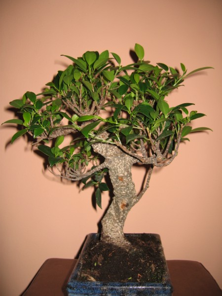 Lewa strona przed formowaniem