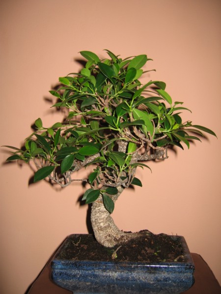 TyÂł przed formowaniem