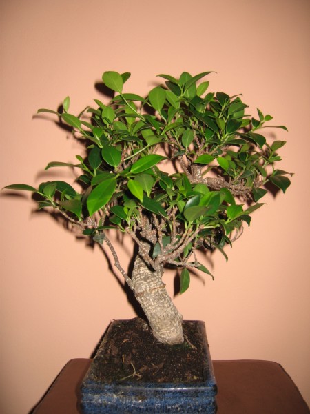 Prawa przed formowaniem