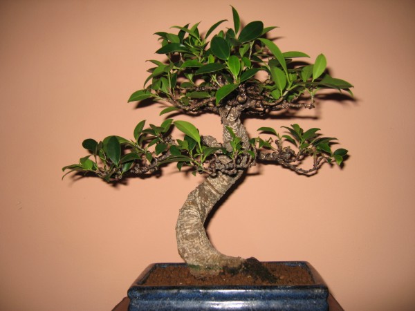 TyÂł po formowaniu