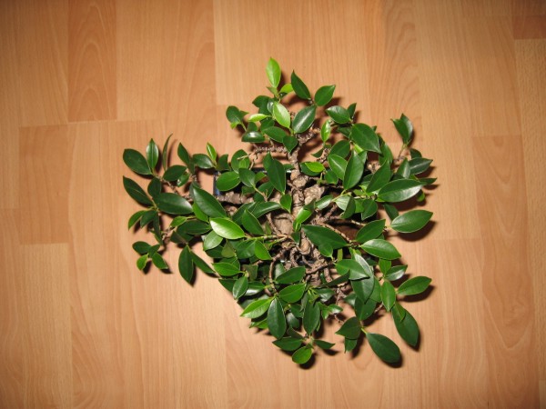 GĂłra po formowaniu i to muszĂŞ poprawiĂŚ bo jest trochĂŞ nieforemne