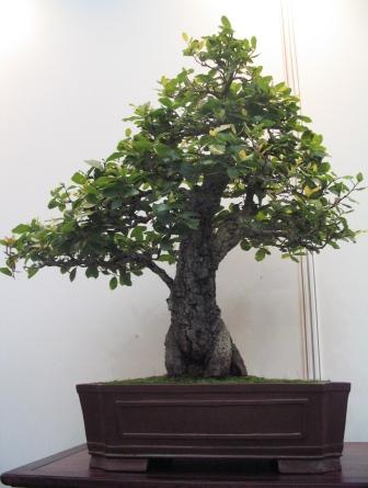 sierp_25 Expo 14 dÂąb korkowy.jpg