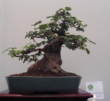 MĂłj faworyt wystwawy