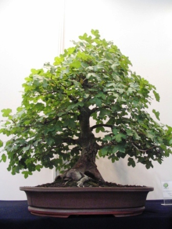 sierp_25 Expo_11_klon.jpg