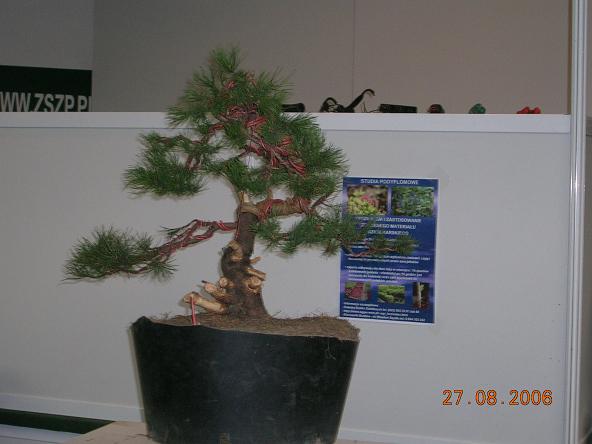 Tak szybko trafiÂł na wystawe?!?!