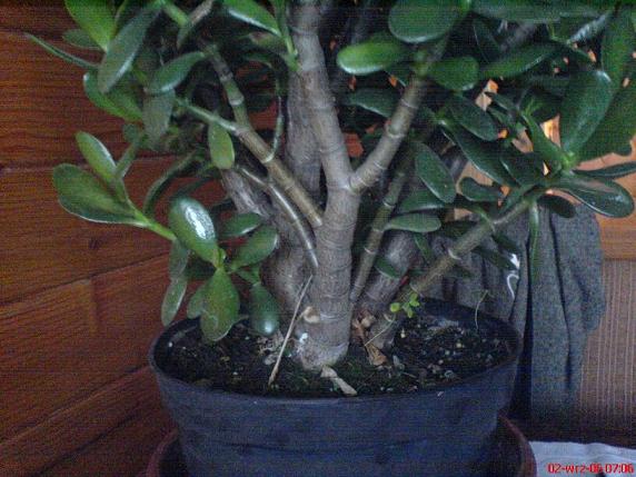 Grubosz krĂłlewski