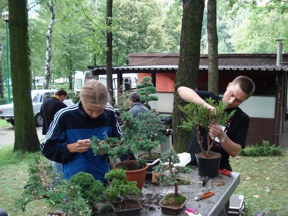 Acer Palmatum i Martin.