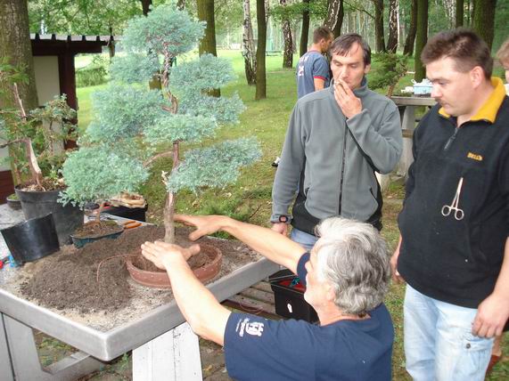 Przesadzanie cyprysa RafaÂła (Oliwia99)