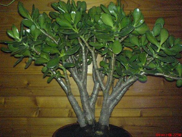 Grubosz krĂłlewski