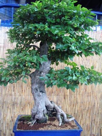 14_awrze_08 imponujÂący.jpg