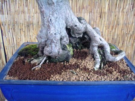 15_awrze_08 nebari.jpg