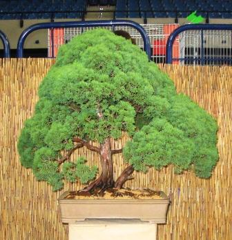 12_awrze_08 import.jpg