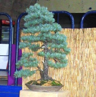 13_awrze_08 sosna.jpg