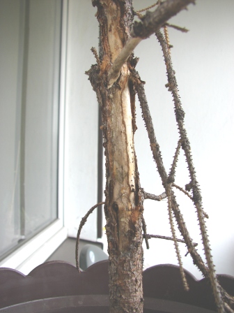 Mocne ubytki kory na pniu.