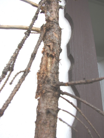 Mocne rany i pruchnica pnia w wielu miejscach.