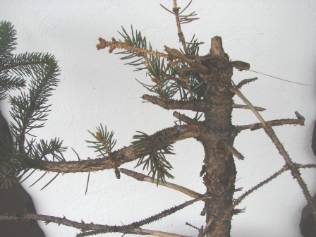 Reszta jak widaĂŚ jest uschniĂŞta. Na szczycie bezpoÂśrednio z pnia teÂż trochĂŞ zieleni