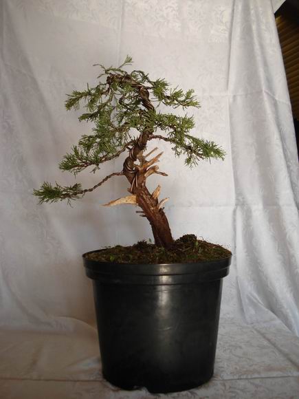 JaÂłowiec Tomka...