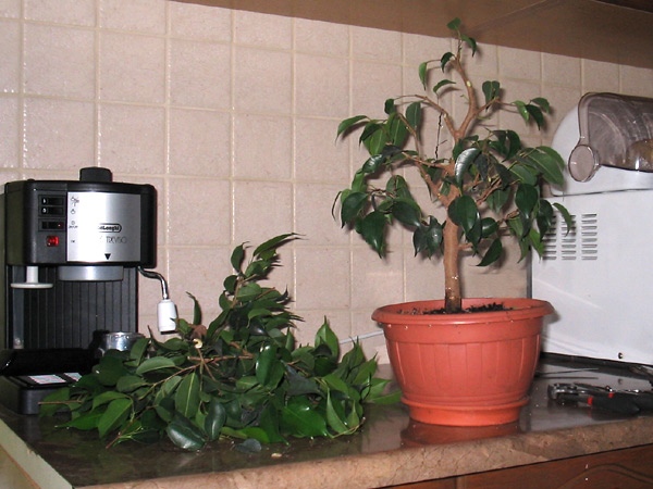 TrochĂŞ zielenie z niego zleciaÂło;)