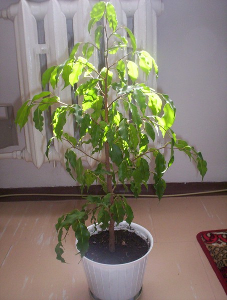 2006-09-06 fikus cz2.jpg