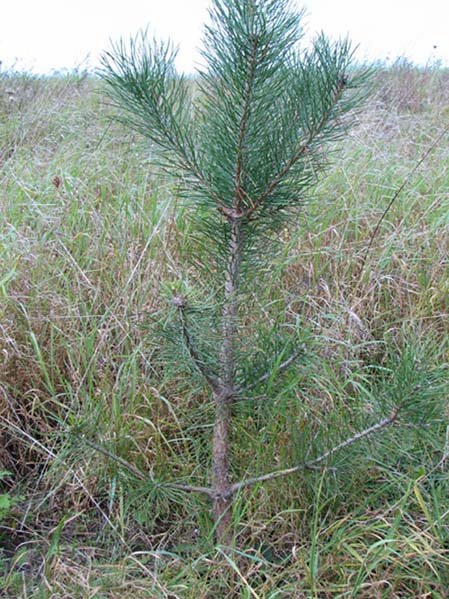 sosna ogĂłlny 2.jpg